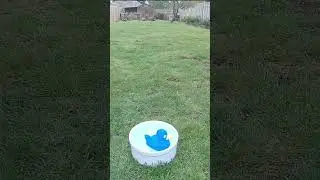 Save The Duck - cute dog trick