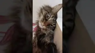 #кот