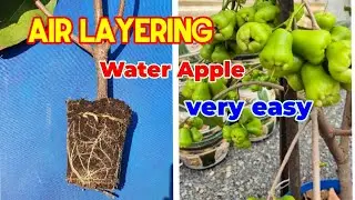 Water Apple (jambu) Air layering, Propagate Rose Apple _ This method super easy.