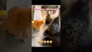 # ВЕСЕННИЕЕ ОБОСТРЕНИЕ 😇 немного позитива 😍❤️