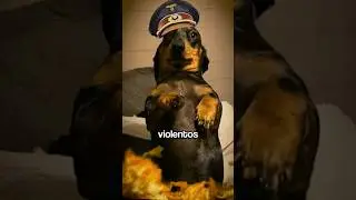 EL OSCURO SECRETO DEL PERRO SALCHICHA GORDO BACHICHA 🐕🌭  