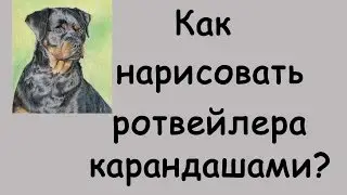 Как нарисовать РОТВЕЙЛЕРА карандашами?