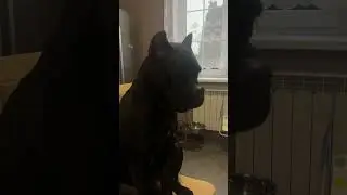 Когда приехала бабушка🤣 #canecorso #canecorsoitaliano #dog #канекорсо #троя