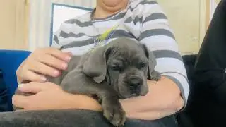 Щенкам кане корсо 45 дней, первая встреча с владельцами!