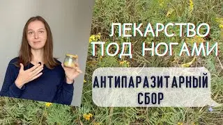 Собираю антипаразитарные травы. Что можно быстро найти в поле )