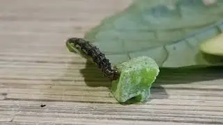 Домашние гусеницы. Уголок 