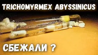 ЧТО ПРОИСХОДИТ У МОИХ ЕГИПЕТСКИХ МУРАВЬЕВ?
