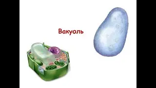 Вакуоль