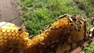 Девятнадцатый пойманный рой🥳 Снимаю ловушки⚠️ Дела на пасеке🐝