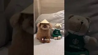 엄마가 주고싶었던 강아지 선물🎁 #베트남무림고수 #미소아라티티