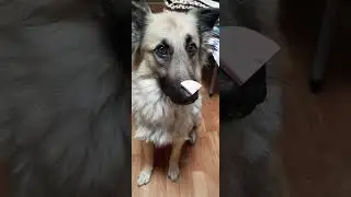 Найда и колбаска