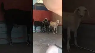 Мы как всегда не одни. Банда с нами.