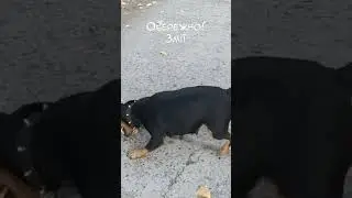 Ягдтер'єрчік і Каа)))
