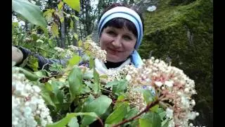 а надо мной гора Ай Петри