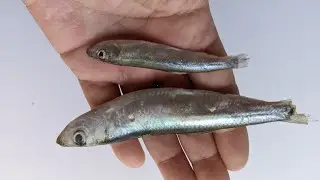 Hamsie vs șprot
