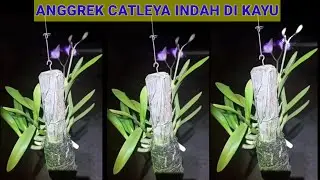 CARA TANAM ANGGREK CATLEYA DI BATANG KAYU SANGAT MUDAH.