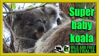 Baby koalas grow so fast   |   Onyx's joey  |  Australia all over
