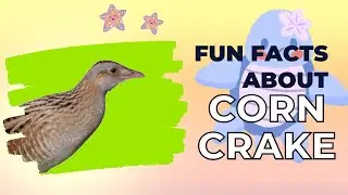 Animal Facts: Corn Quake