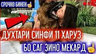 Духтари синфи 9 бо саг зино мекунад 😱