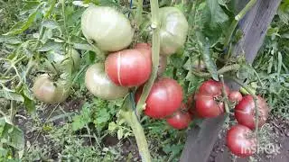 Вкуснейший томат для салатов и свежих соков. Обзор сорта Шайба