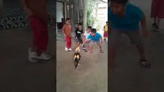 orang lewat langsung di pukul,ayam galak ayam bangkok