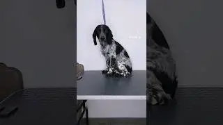 Экспресс линька с окантовкой для спаниельки Сэма😉