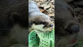 Lucky little otter 