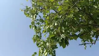 Ветер, пляж и берёза...