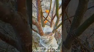 Apple and pear Grafting on wild pear tree
