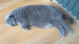 House Hippo