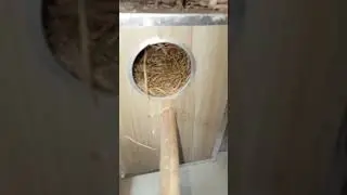 Guess Bird Names  #famous #trending #trendingnow #canada #trendingvideo #viralvideoシ #viralvideo