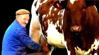 У коров здесь нет других забот...