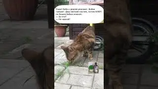 Дед с бабкой ужинают.  #анекдототкожаного