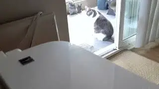 Remy's enjoying the day on his Catio