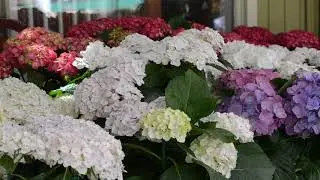 Hydrangeas