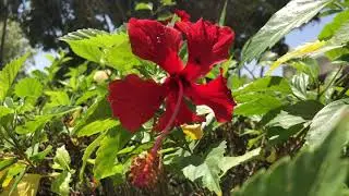 Hibiscus@LSG