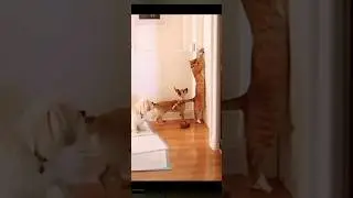 😆😆😆подними себе настроение,смешные и веселые животные, funny animals, jokes 👍