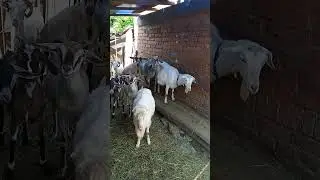 козёл разговаривает