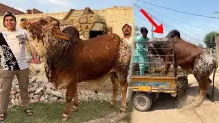 Zoo Mein Qurbani Ka Janwar Ly Aiy 😍 unloading Ki 