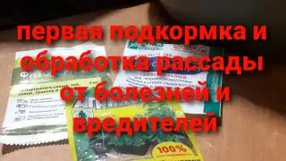 Первая подкормка и обработка рассады от болезней и вредителей.Diseases and pests