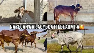 Alhamdulliah hamara Cattle Farm pa 2 naye janwar aur agye🥰