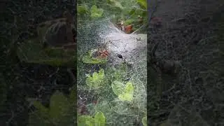 SPIDER wrestles ANT!!! 🥷🏽 #shorts