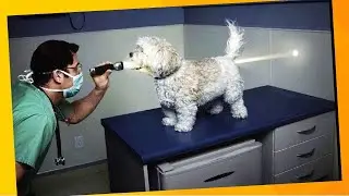 Cachorros e Gatos Com Medo do Veterinário ⭐As Reações Mais Engraçadas