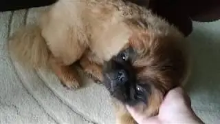 Пекинес Дендик и кошка Тося кто как переживает жару