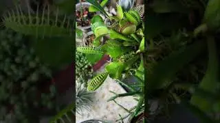 Хищник охотится… #венеринамухоловка #дионея #мухоловка