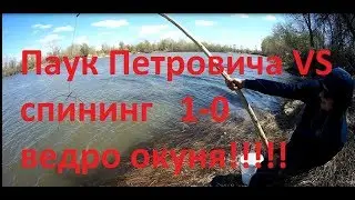 Паук петровича VS спининг! Петрович на высоте! 1-1
