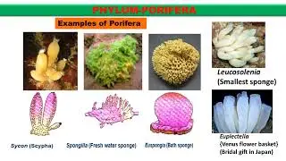 Animal kingdom short Notes for Neet Biology  phylum porifera NEET#neet  #biology #shortnotes