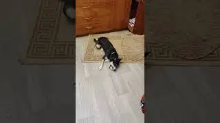 Собака с мячом и котик #cat #funnyanimal #funnypet #pet #funny #dog #animal
