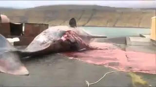 Кит взорвался, при попытке вскрытия