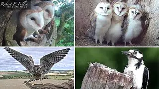 🔴 LIVE Barn Owls, Stoats, Kestrels & Tawny Owls | From Fotherdale, Yorkshire, UK